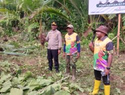 Dari Ujung Timur Indonsia, Ketua Panitia Festival Colo Sagu dan Kapolres Jayapura tanam 62 Pohon Sagu Sebagai Hadiah Untuk Presiden Jokowi