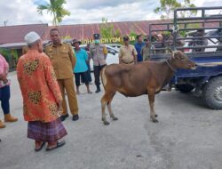 PJ Bupati Jayapura Serahkan Hewan Kurban di 2 Distrik
