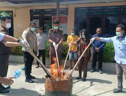 Polres Jayapura Musnahkan 2 Kg Ganja dan Puluhan Botol Miras Jenis Boplas