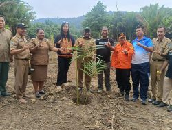 Demi Selingkuh, Yayasan Colo Sagu Nusantara Tanam 79 Pohon di Dusun Sagu Bityai-Pai