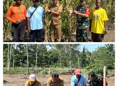 Tekan Inflasi, Pj Bupati Siriwa Penen dan Tanam Jagung Bersama Kelompok Tani Yomklumde