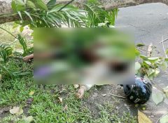 Akibat Angin Kencang Pohon Tumbang di Sentani Timur, Satu Pengendara Meninggal Dunia