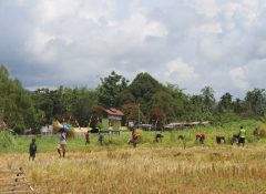 Perdana Panen Padi Gogo, Kepala Perdana Panen Padi GogoKampung Lapua: Butuh Perhatian Pemerintah