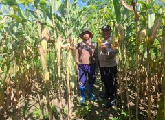 Dukung Program Ketahanan Pangan Nasional Polsek Nimbokrang Monitoring Panen Jagung