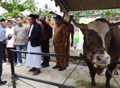 Pemkab Jayapura Beri 75 Hewan Kurban di 75 Masjid